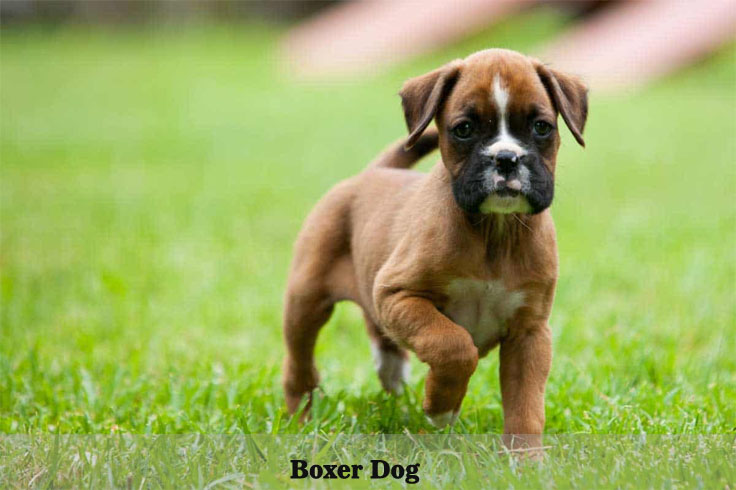boxerdog