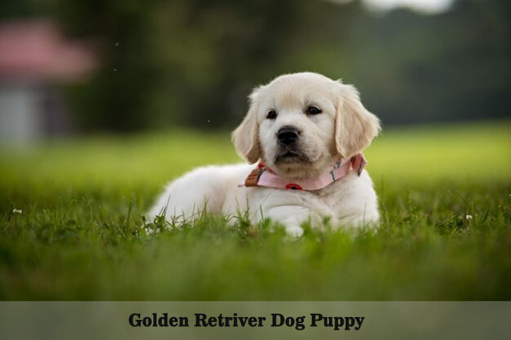 golden-retriver-dog